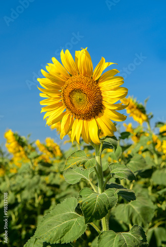 Beautiful sunflower blooming in sunflower field with blue sky background. Lop buri