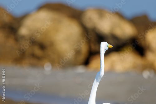 Great egret wringing its neck on a beach in Cartagena, Colombia