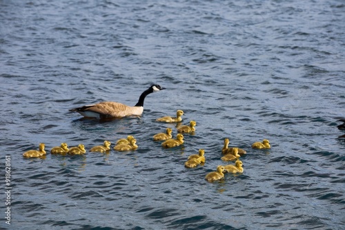 A mother Canada goose with her goslings on the lake.