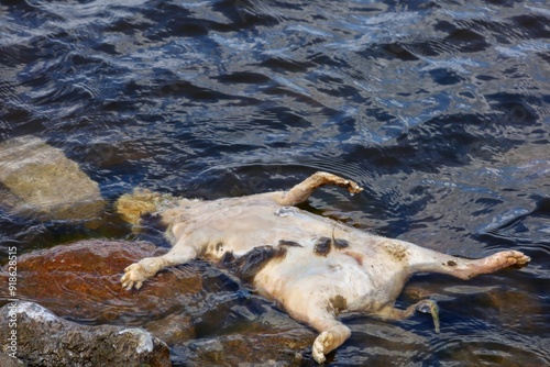 A dead raccoon floats in Wascana Lake, Regina, Saskatchewan.