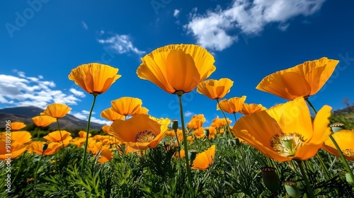 Field of Eschscholzia californica (California poppies) in super bloom