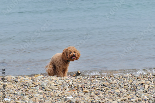 A small brown dog is walking on a beach