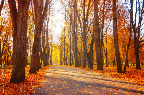 October background, autumn sunny landscape. Autumn park trees and fallen autumn leaves on the ground along the park alley in sunny October evening