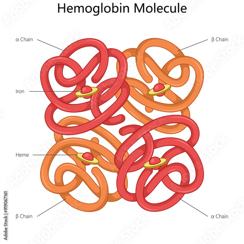 hemoglobin molecule highlighting the alpha and beta chains, iron atoms, and heme groups in the structure diagram hand drawn schematic vector illustration. Medical science educational illustration