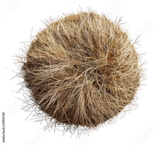 PNG Round, dry, spiky, brown, tumbleweed