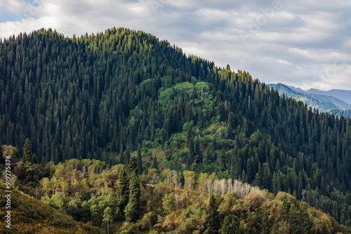 landscape with trees and clouds