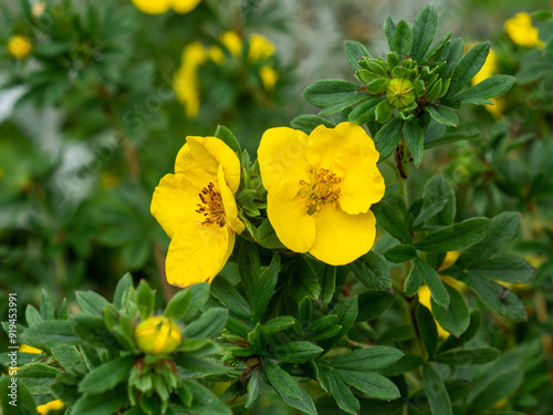 Potentilla fruticosa, Shrubby Cinquefoil. Wild and garden plant. Yellow flowers on a warm summer day 