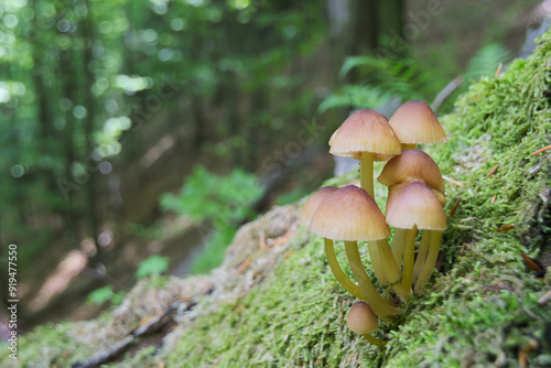 Bosco con funghi 1