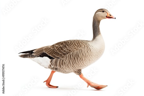 Goose walking and hissing isolated on a white background