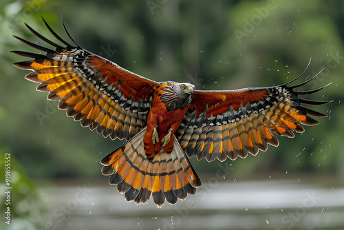 Amazonian Snail Kite Rostrhamus sociabilis soaring above the Amazon River known locally as Gaviocaramujeiro