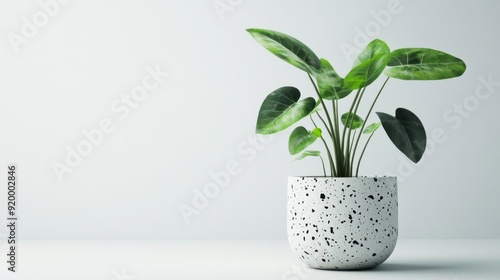 3d illustration of houseplant in terrazzo potted on white background stock photo