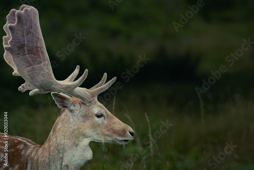 Deer in the woods