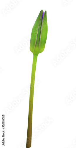 Close up lotus or water lily or Nymphaea bud isolated on transparent background.