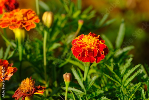 tagetes patula, the French marigold, is a species of flowering plant in the family Asteraceae, native to Mexico and Guatemala with some naturalized populations in many countries.