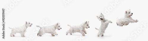 Collage. Adorable, purebred West Highland White Terrier in motion, standing, running, jumping, showing playful energy isolated on white background. Concept of animals, care, vet, grooming and health