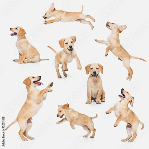 Collage of playful dog, adorable purebred Labrador, Retriever puppies in various dynamic poses isolated on white background. Concept of animals, care, vet, grooming and health