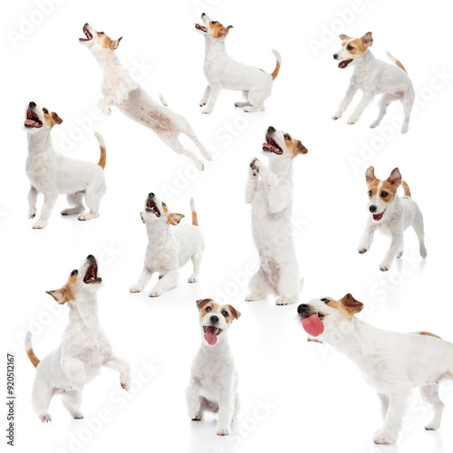 Collage made of purebred, adorable dog, playful Jack Russell Terrier in various dynamic poses isolated on white background. Concept of animals, care, vet, grooming and health