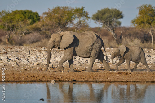 Herd of african elephant (Loxodonta africana) approaching a waterhole in Etosha National Park in Namibia