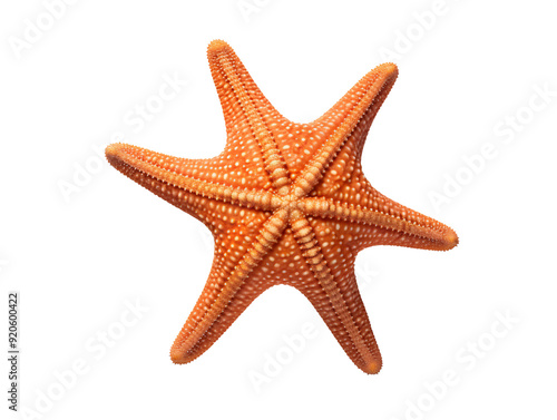 a starfish on a white background