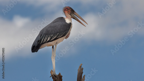 A flock of Marabou Stork (Leptotilos crumeniferus) (Maraboe) ) near Berg-en-Dal in the Southern par of Kruger National Park, Mpumalanga, South Africa 