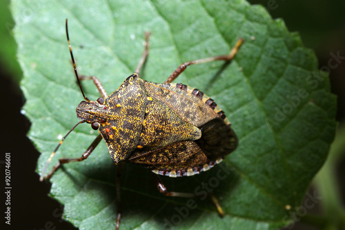 主に果樹への農業害虫であるクサギカメムシの成虫（カラムシ葉上、自然光＋ストロボ、マクロ接写撮影）