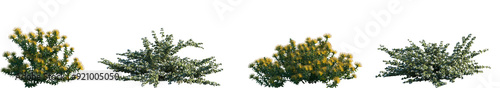 Set of Leucospermum cordifolium (ornamental pincushion and bobbejaanklou) and Correa alba (commonly known as white correa) frontal shrub isolated png on a transparent background perfectly cutout 