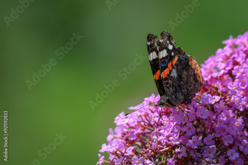 Butterfly admiral butterfly on a David's cumulus flower.