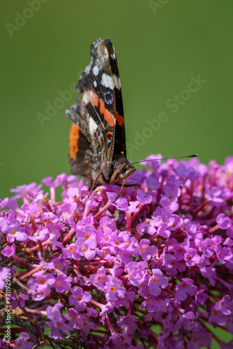 Butterfly admiral butterfly on a David's cumulus flower.