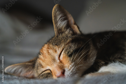 Cat peacefully sleeping, soft fur and relaxed expression. Indoor pet resting in calm, loving environment. Cozy and tranquil moment of beloved feline.