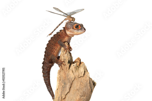 a red-eyed crocodile skink (Tribolonotus gracilis) has a dragonfly perched on top of its head in isolated white background, animal closeup 