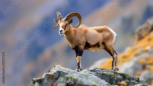 Pyrenean ibex standing on a rocky cliff, showcasing its curved horns and sturdy build style minimalist