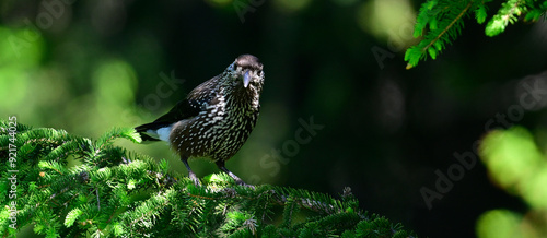 Tannenhäher // Spotted nutcracker (Nucifraga caryocatactes)