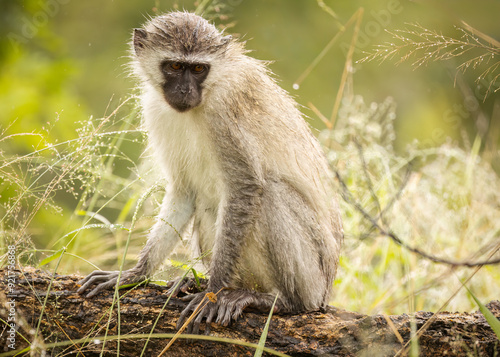 A vervet monkey with wet fur sits on a tree branch in its grass and woodland habitat and looks at what is going on below it on a rainy day in a game reserve in South Africa.