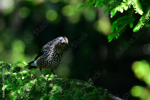 Spotted nutcracker // Tannenhäher (Nucifraga caryocatactes)