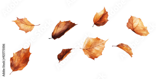 Set of autumn leaves falling against a white background or PNG in a variety of colors and shapes