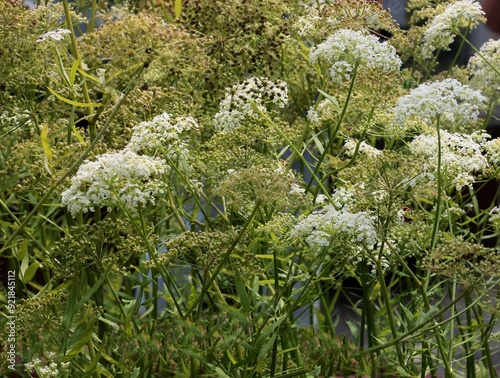 SIUM Latifolium plant -Umbelliferae Family blooming close up