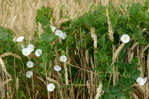 Acker-Winde, Convolvulus arvensis L.