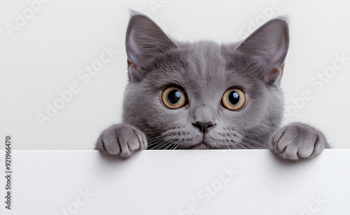 Curious gray cat peeking over a white surface.