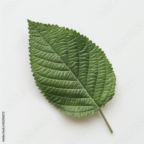 leaf green isolated single nature botany macro vein texture foliage organic natural pattern closeup detail fresh biology plant 