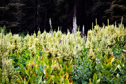 Wildflowers superimposed on a dark forest