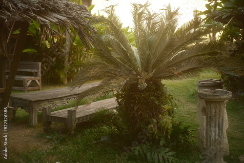 A cycas or cycadaceae or sago palm in a tropical backyard garden landscaping, featuring wooden furniture and rustic vintage decorative elements