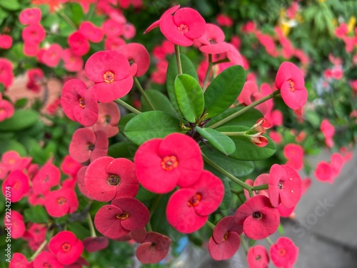 Bright colored flower fully open to be pollinated