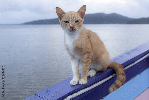 Cute cat sitting on the boat against the sea