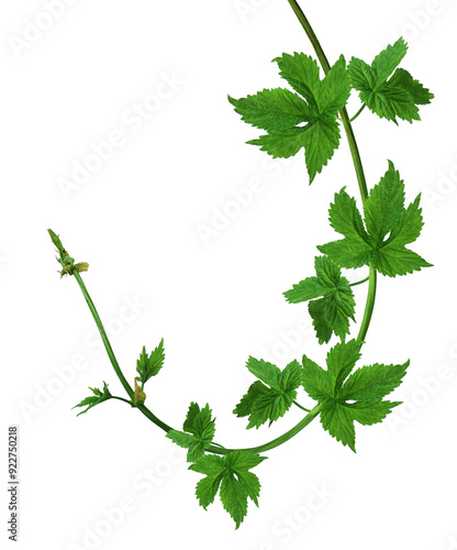 hop cones. Medical plant. Close-up of green ripe hop cones.on transparent, png. Hops cones. beer ingredient