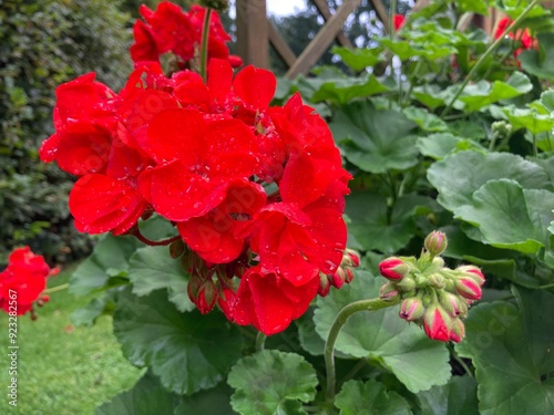 Rote Geranien am Spalier im Garten auf der Terrasse