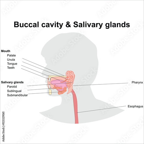 Buccal cavity and salivary glands