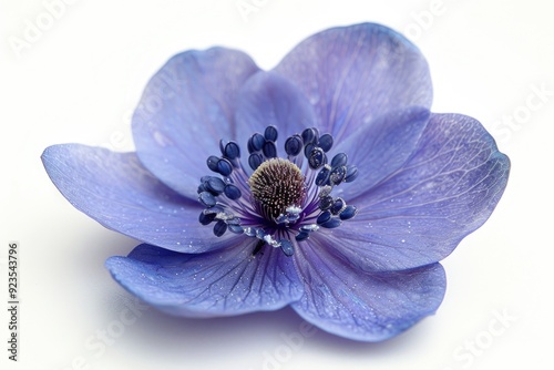 One Flower. Closeup View of Blue Hepatica Anemone in Seasonal Botanic Photo with Copy Space