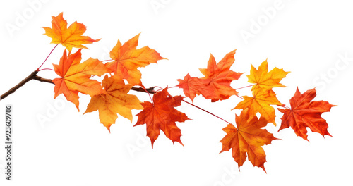 Vibrant autumn maple leaves branch