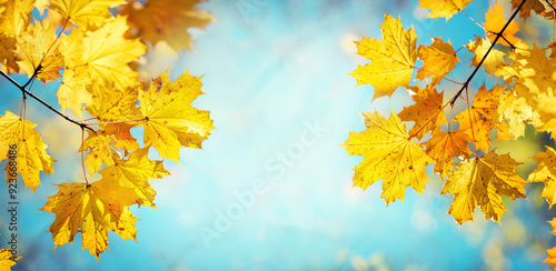 Autumn yellow maple leaves on a blurred forest background, very shallow focus. Colorful foliage in the autumn park. Excellent background on the theme of autumn. Panoramic view.