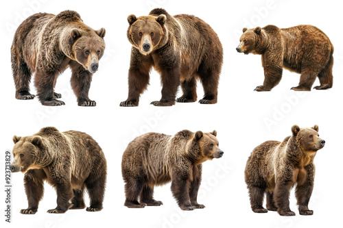 Six Grizzly Bears Standing Against a White Background